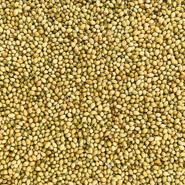 coriander